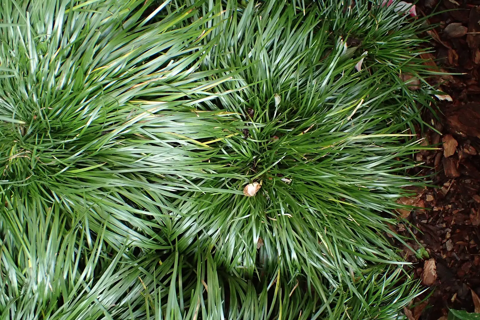 金钱蒲 (Acorus gramineus) — 更多视角