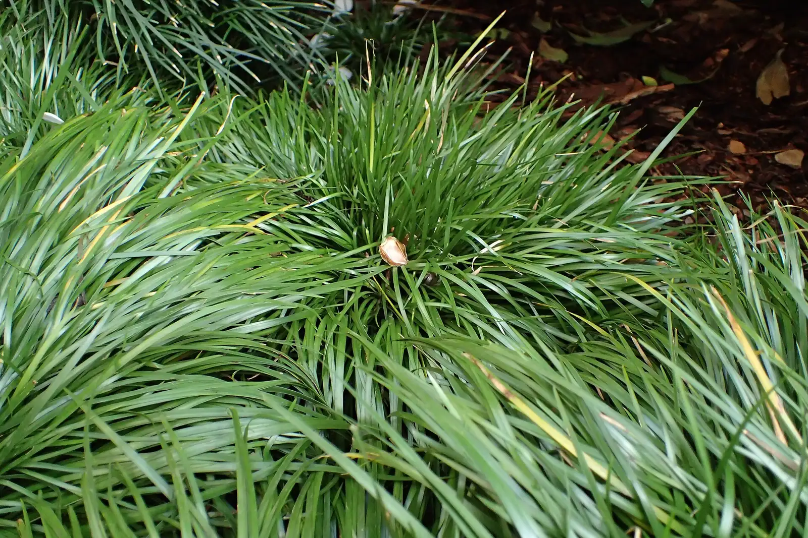 金钱蒲 (Acorus gramineus) — 更多视角