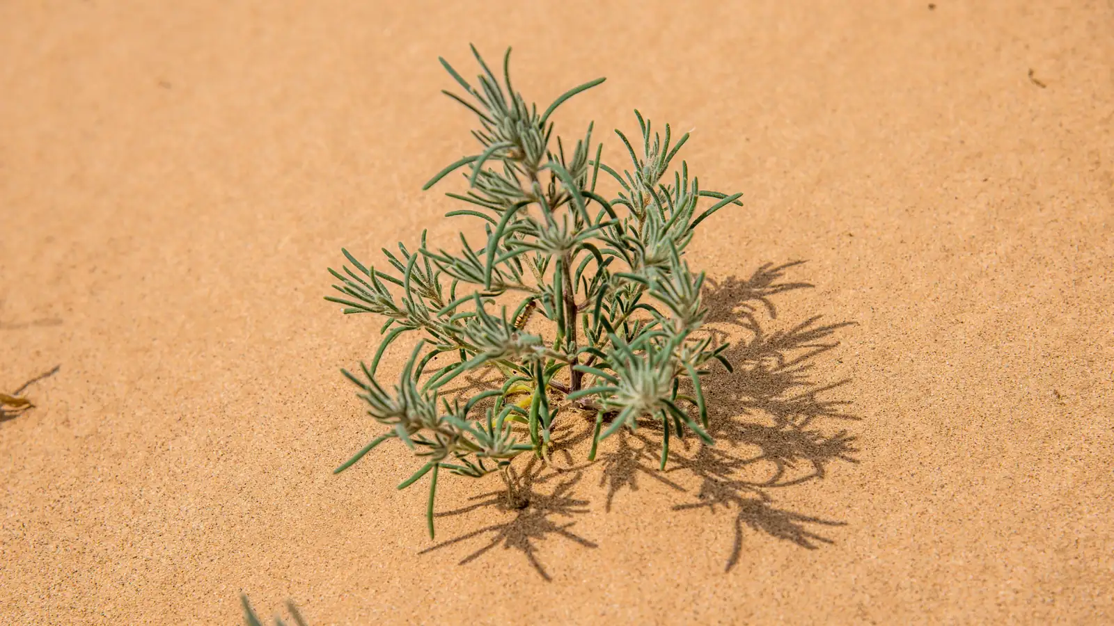 雾冰藜 (Bassia dasyphylla) — 环境展示