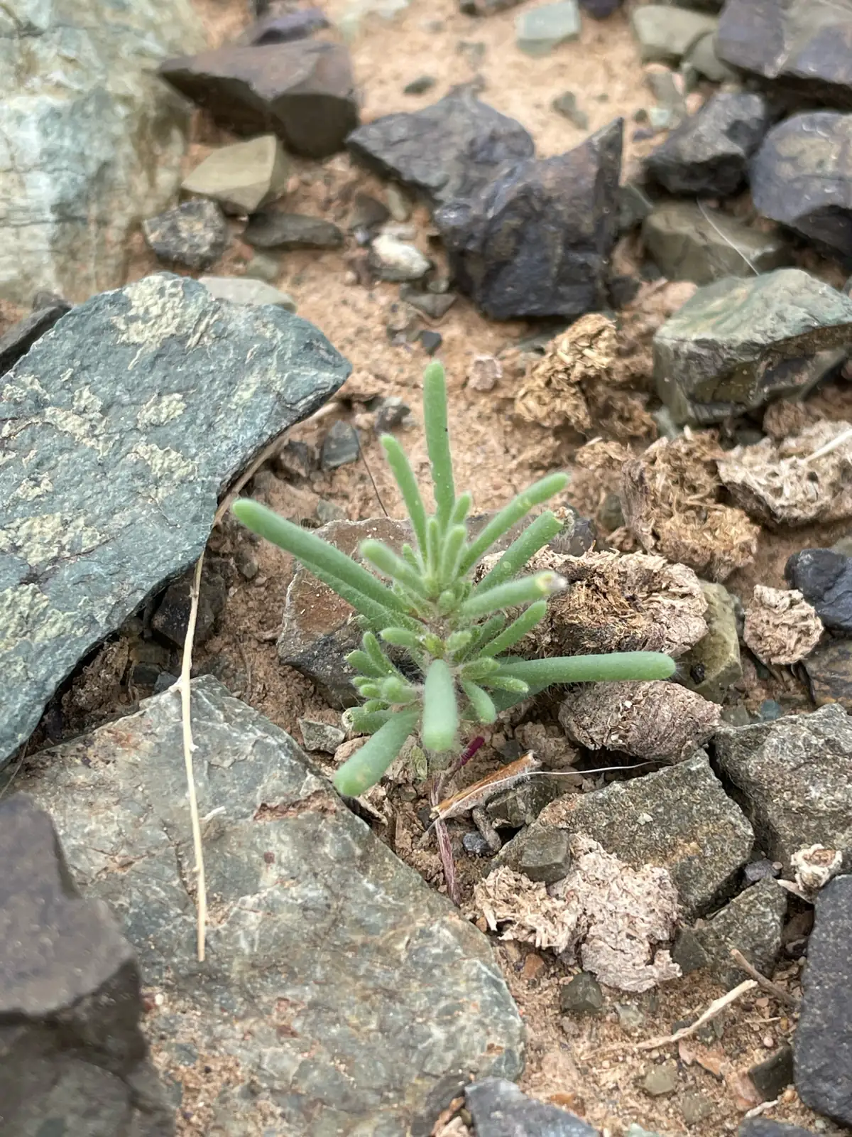 雾冰藜 (Bassia dasyphylla) — 更多视角