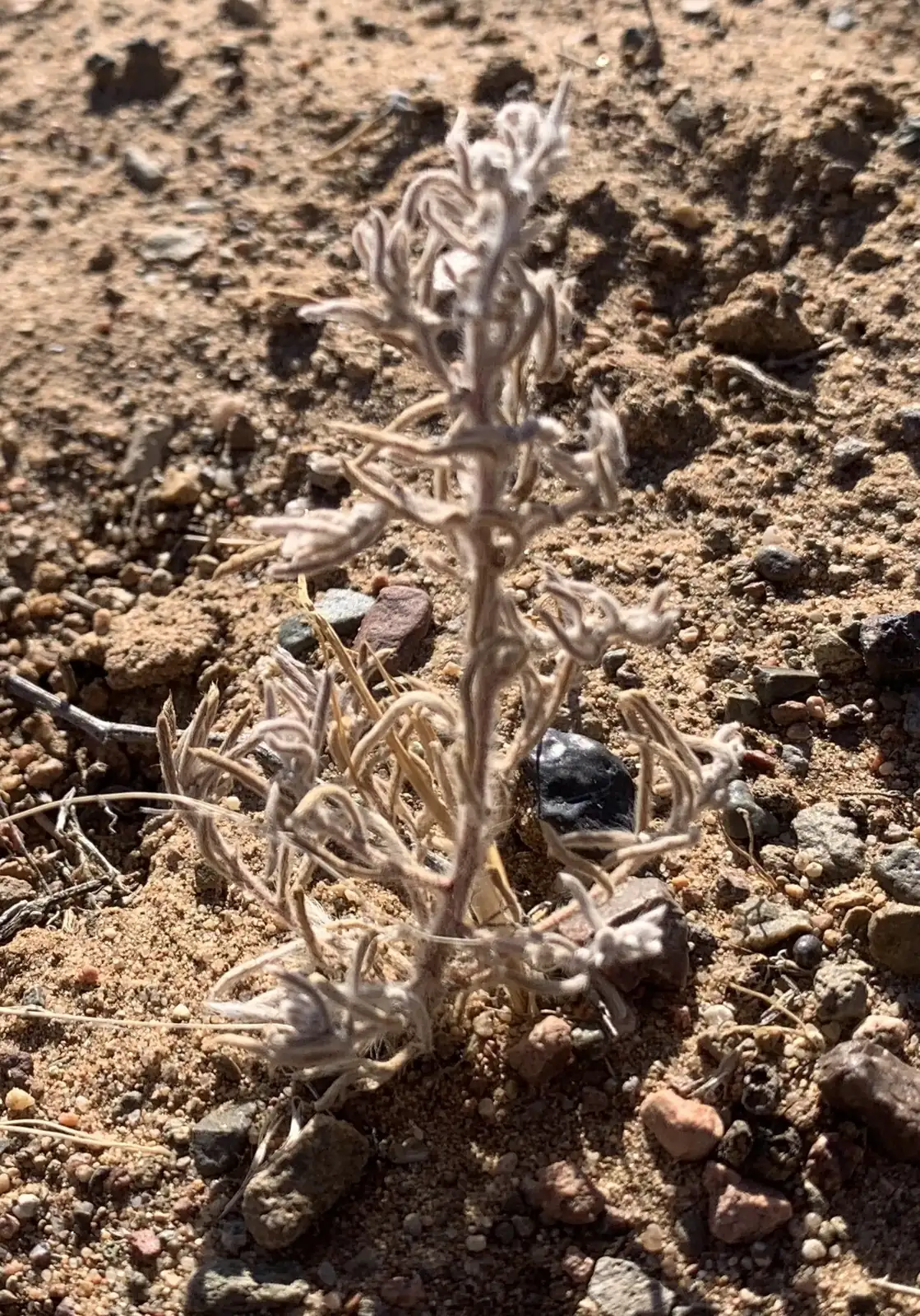 雾冰藜 (Bassia dasyphylla) — 更多视角