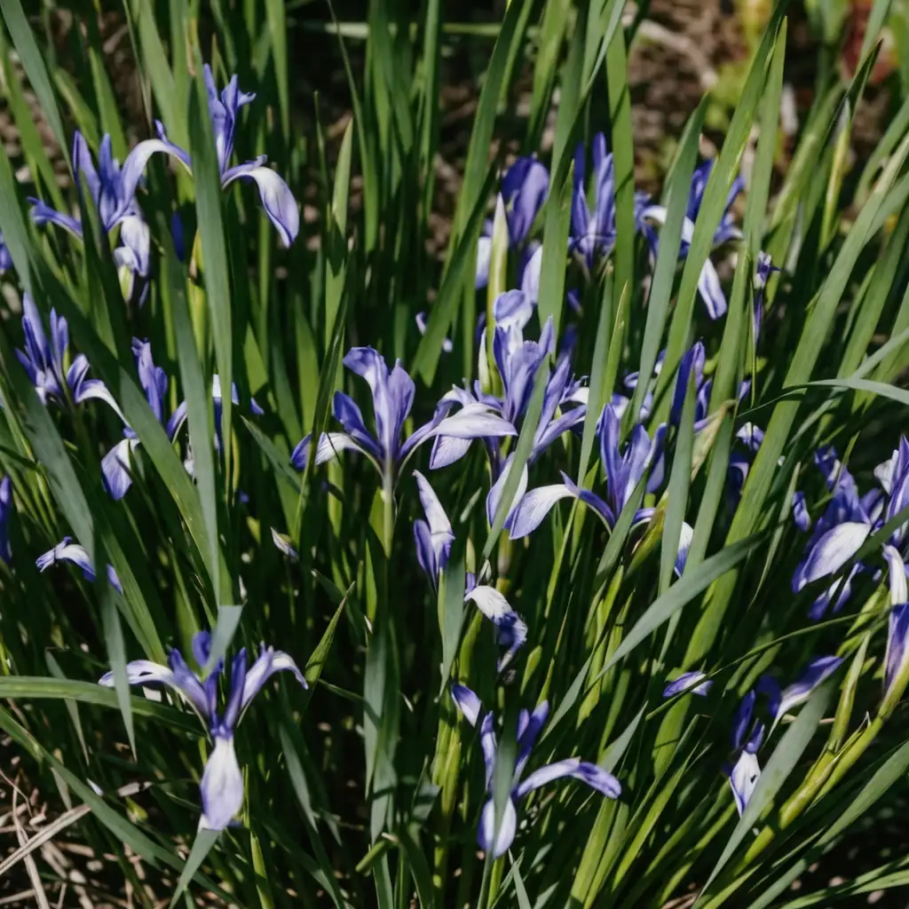 马蔺 (Iris lactea) — 细节