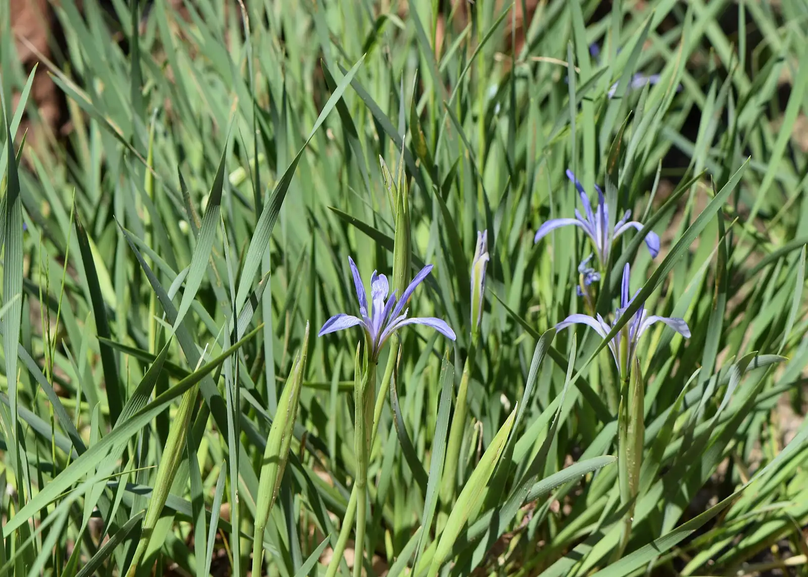马蔺 (Iris lactea) — 特写