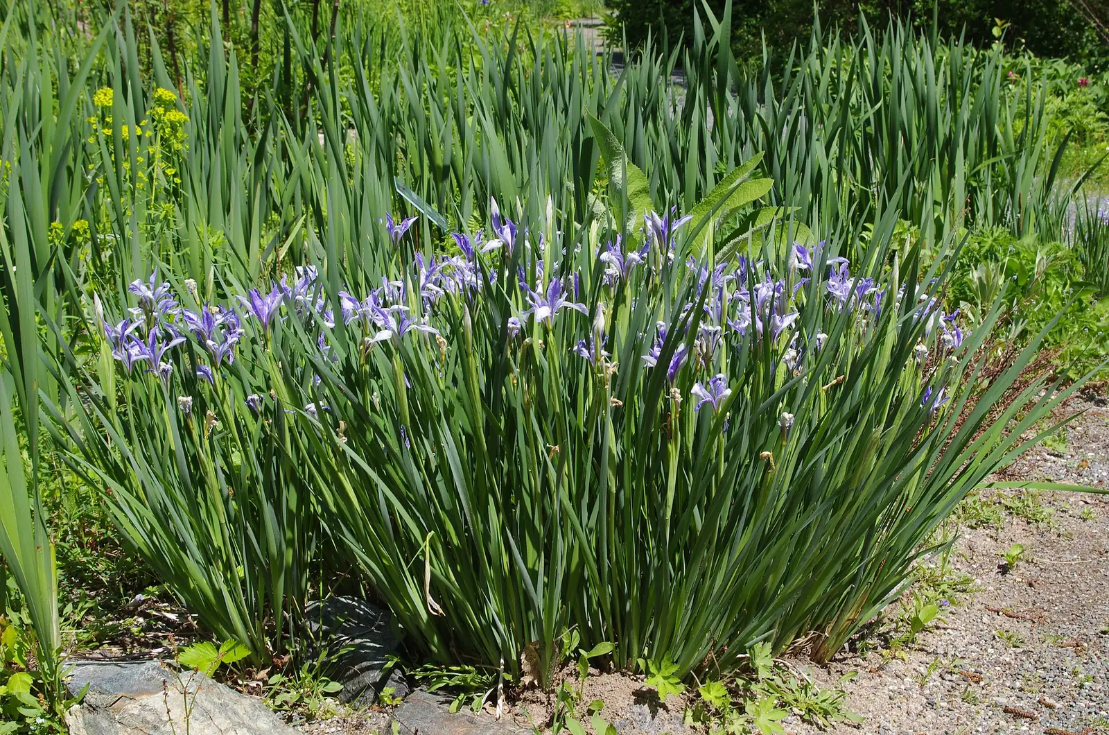 马蔺 (Iris lactea) — 环境展示