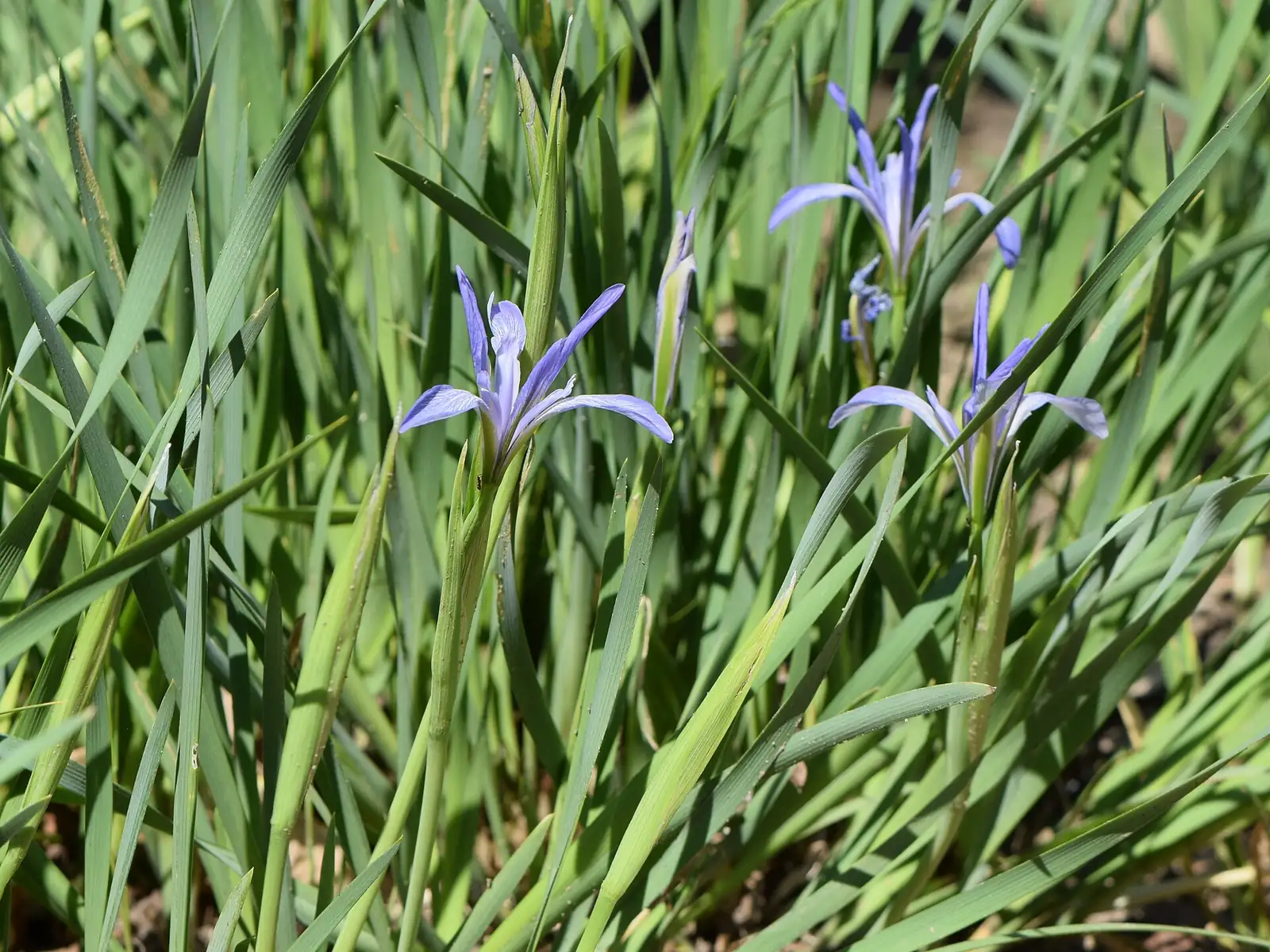 马蔺 (Iris lactea) — 更多视角