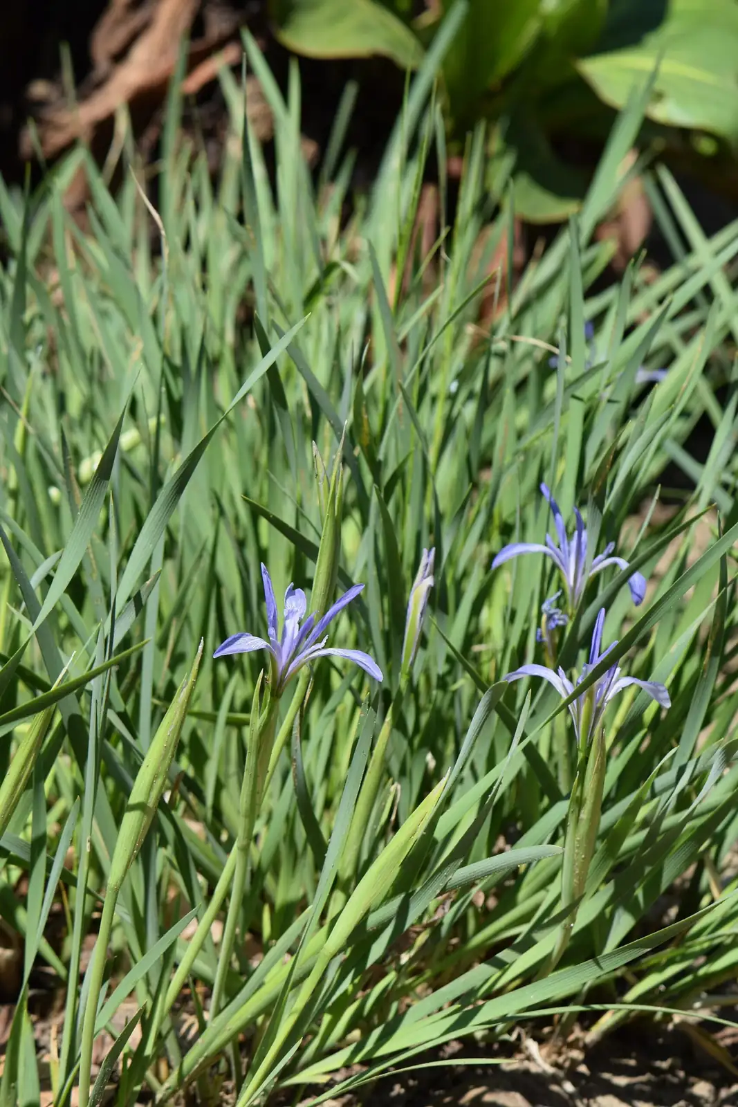马蔺 (Iris lactea) — 更多视角
