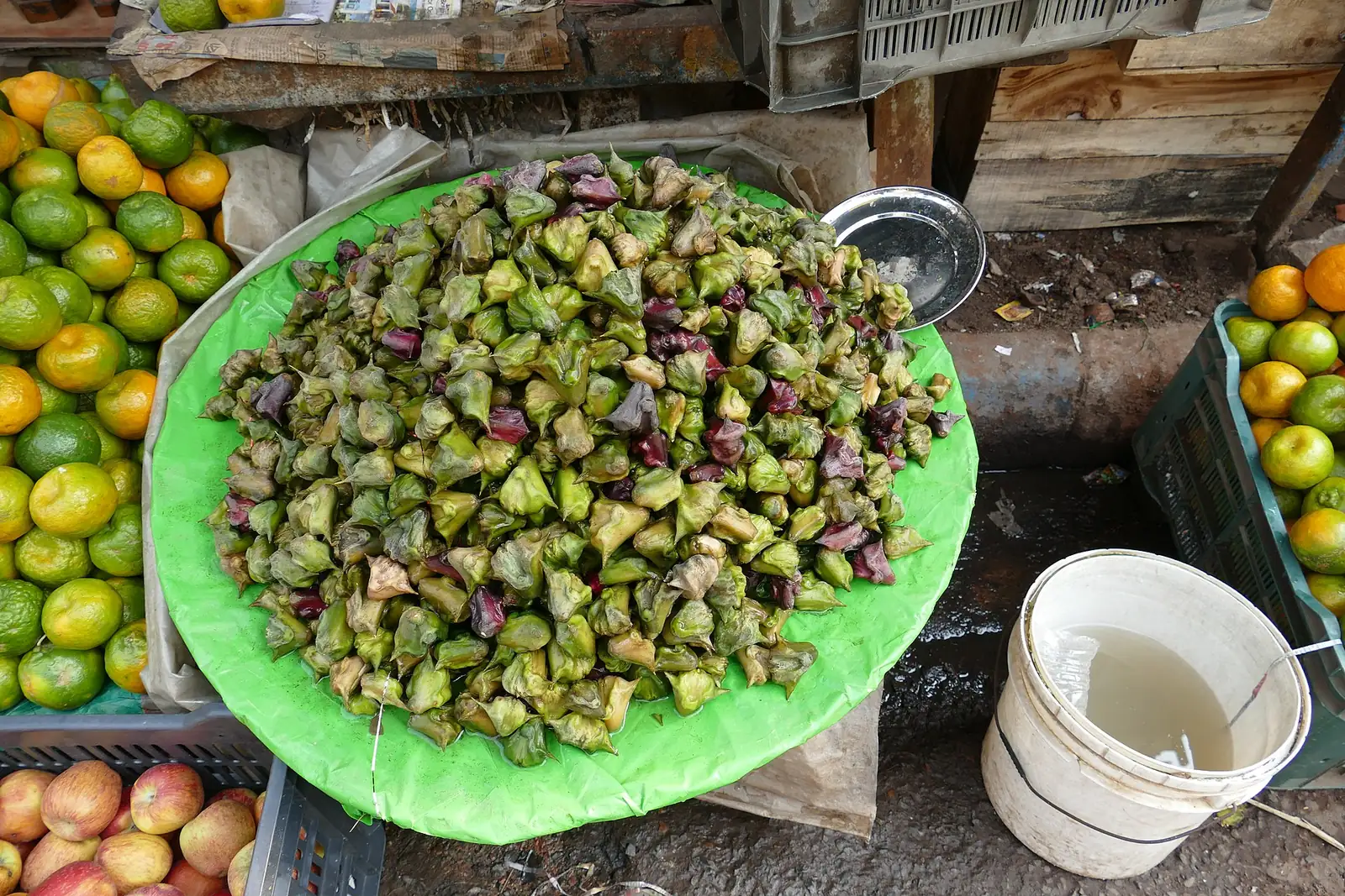 野菱 (Trapa incisa) — 细节
