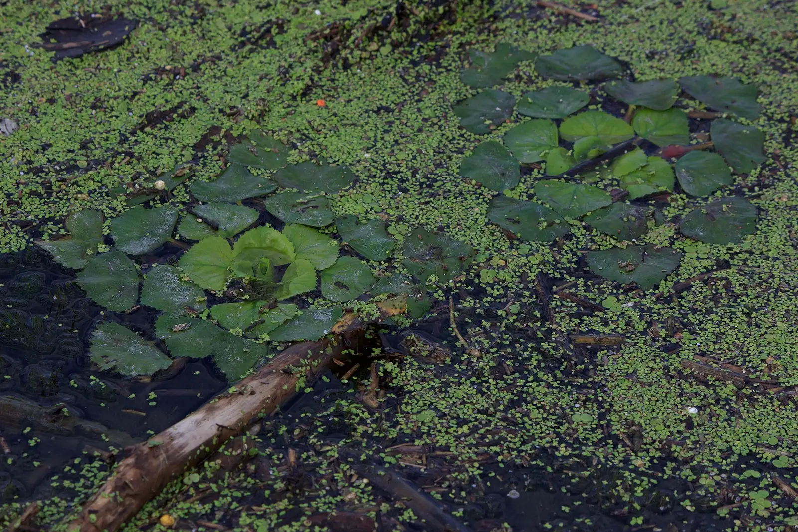 野菱 (Trapa incisa) — 更多视角