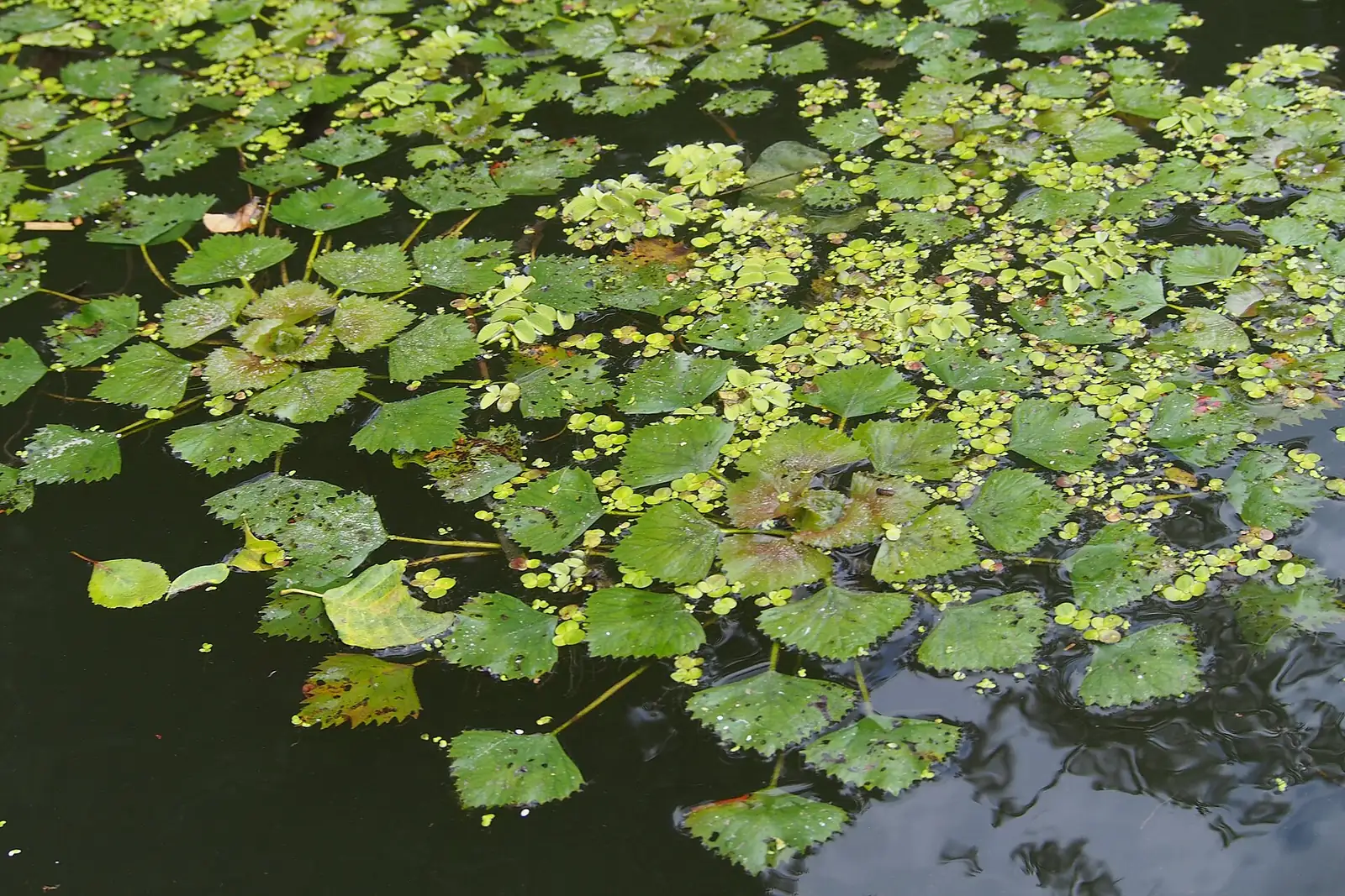 野菱 (Trapa incisa) — 环境展示