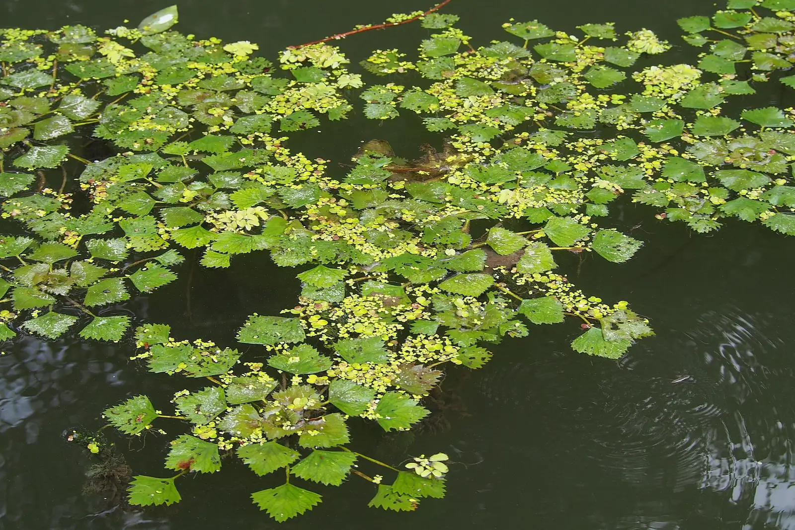 野菱 (Trapa incisa) — 更多视角