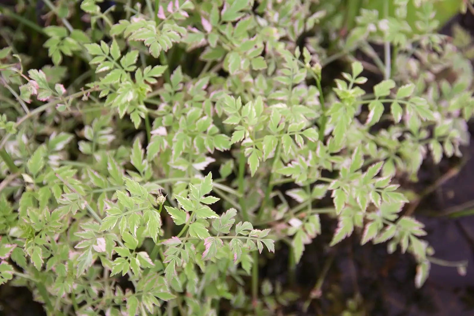 水芹 (Oenanthe javanica) — 特写