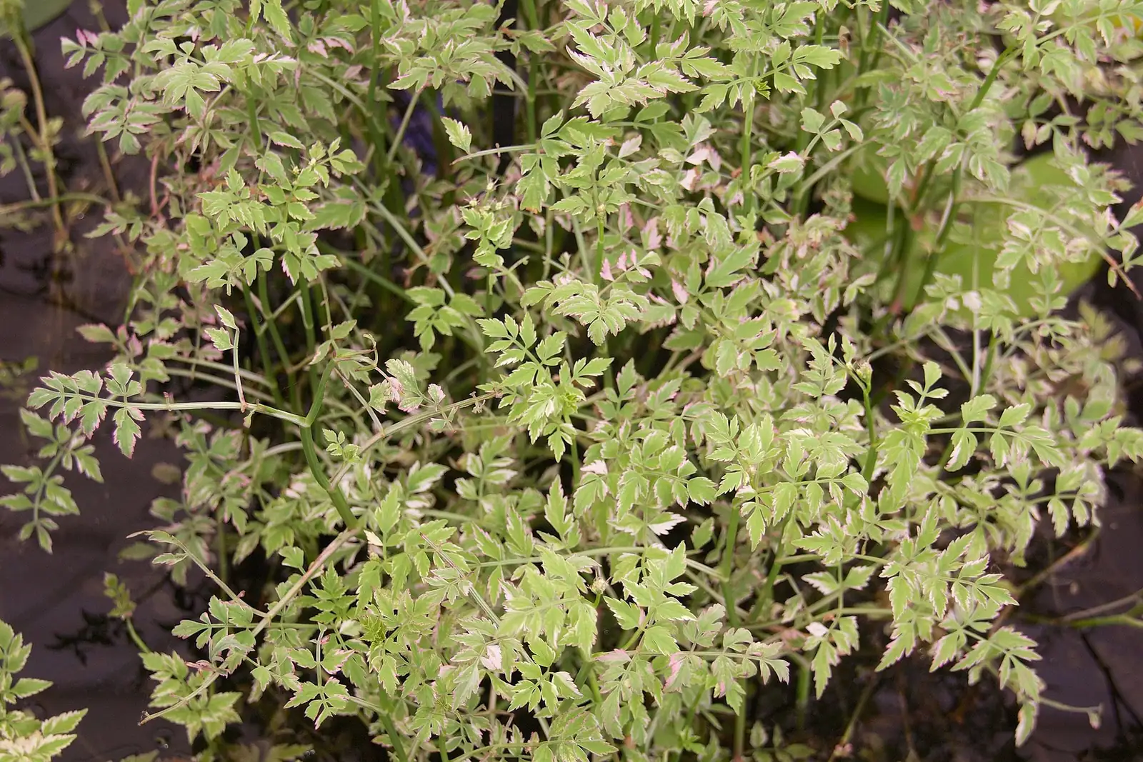 水芹 (Oenanthe javanica) — 环境展示