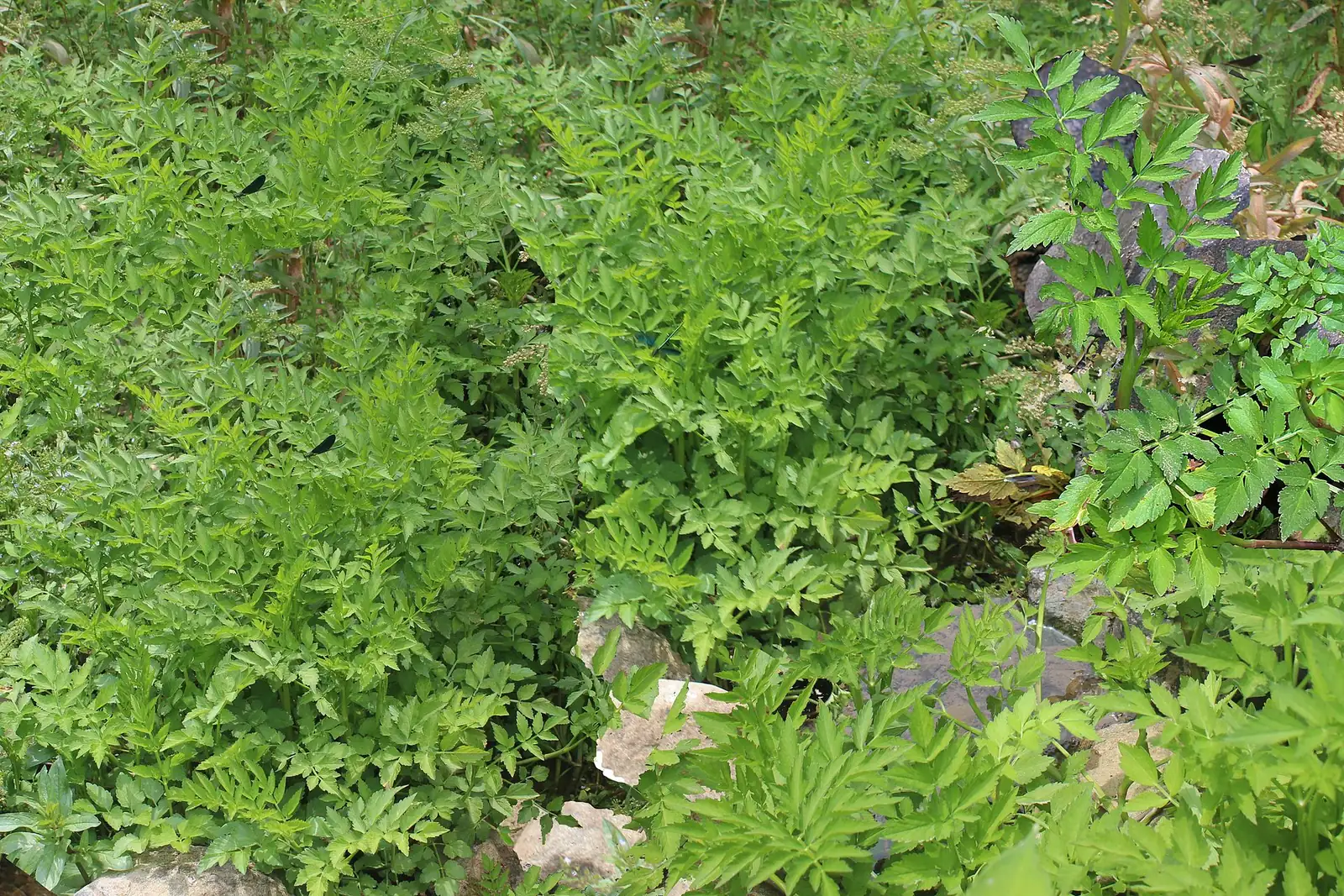 水芹 (Oenanthe javanica) — 更多视角