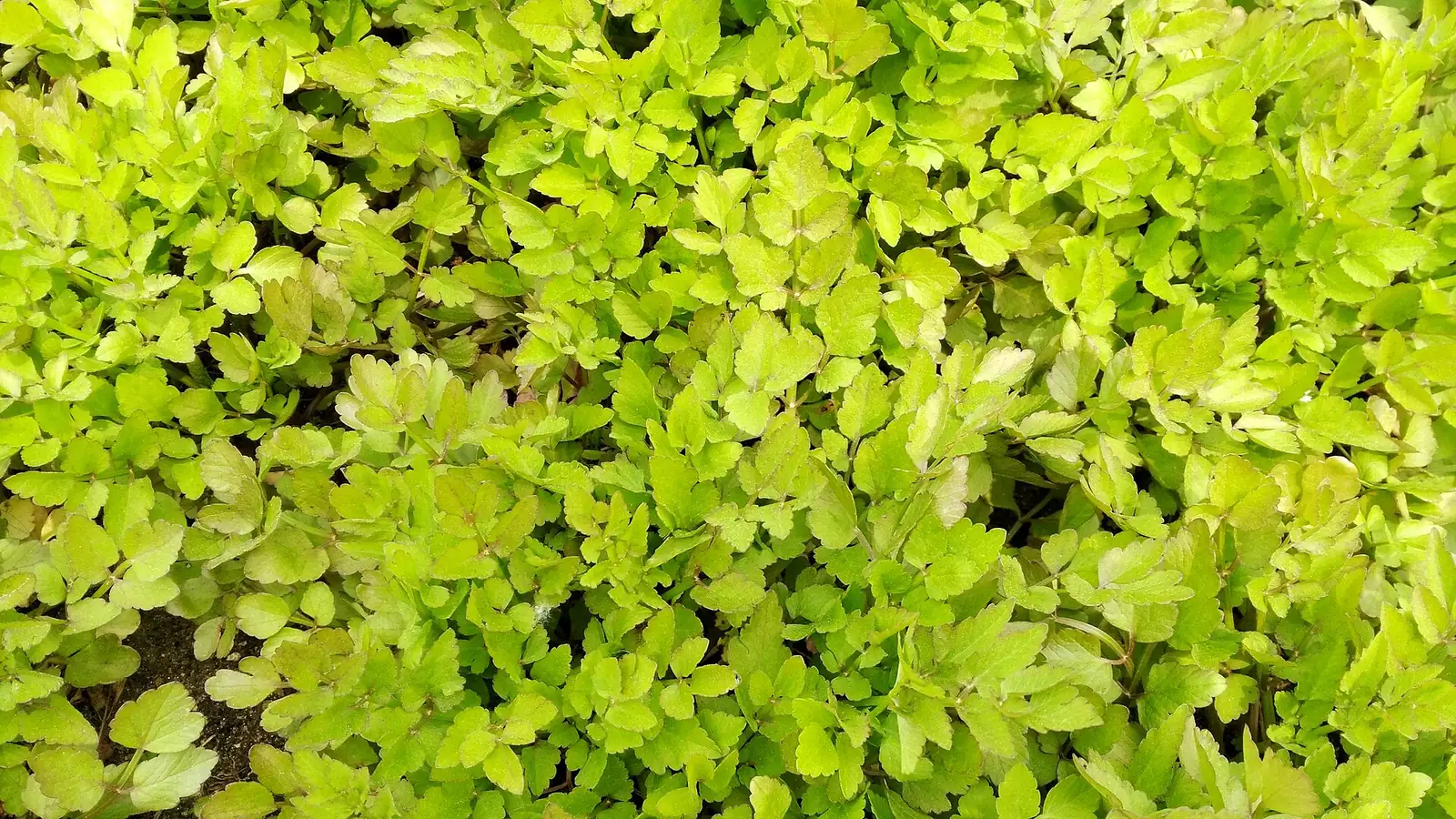 水芹 (Oenanthe javanica) — 更多视角