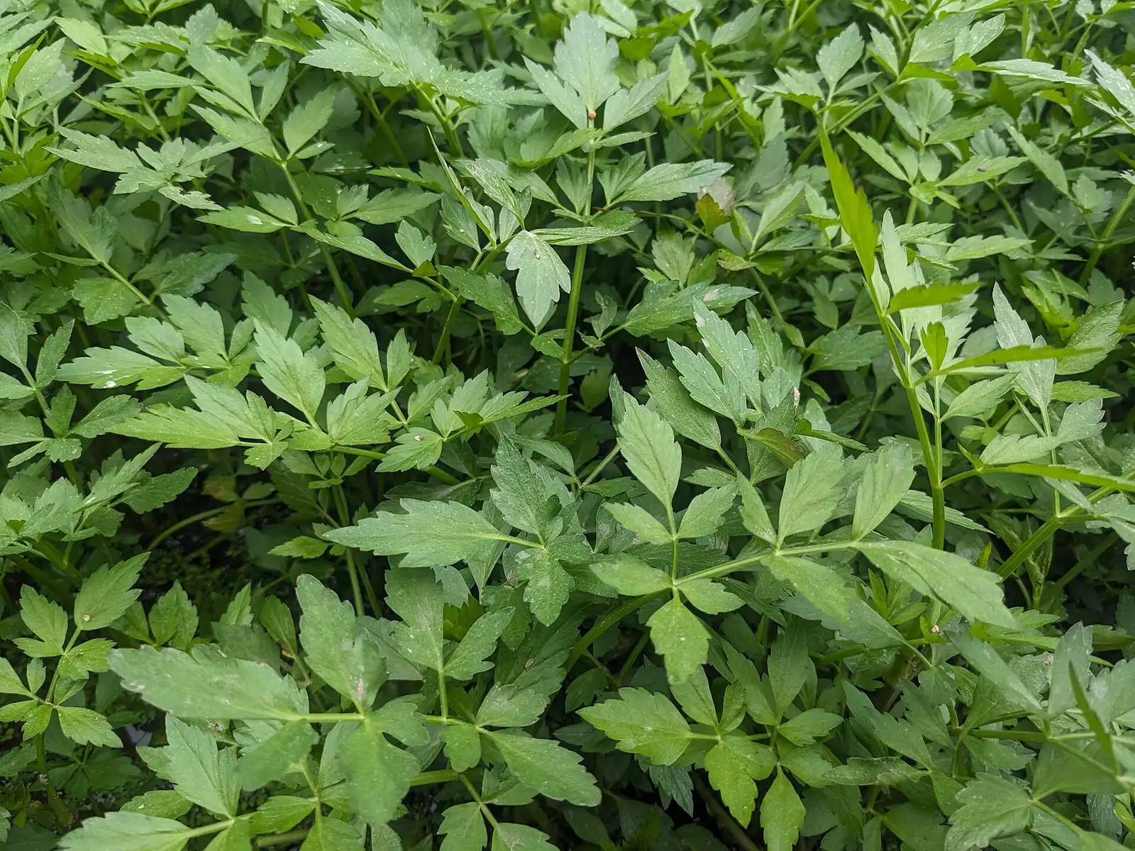 水芹 (Oenanthe javanica) — 更多视角