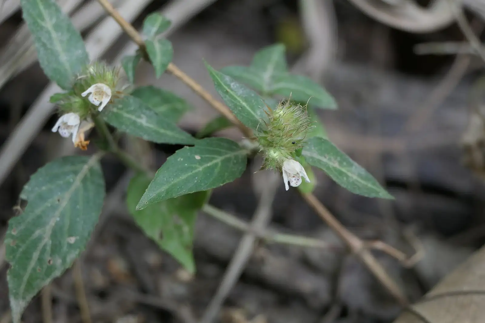 鳞花草 (Lepidagathis incurva) — 更多视角