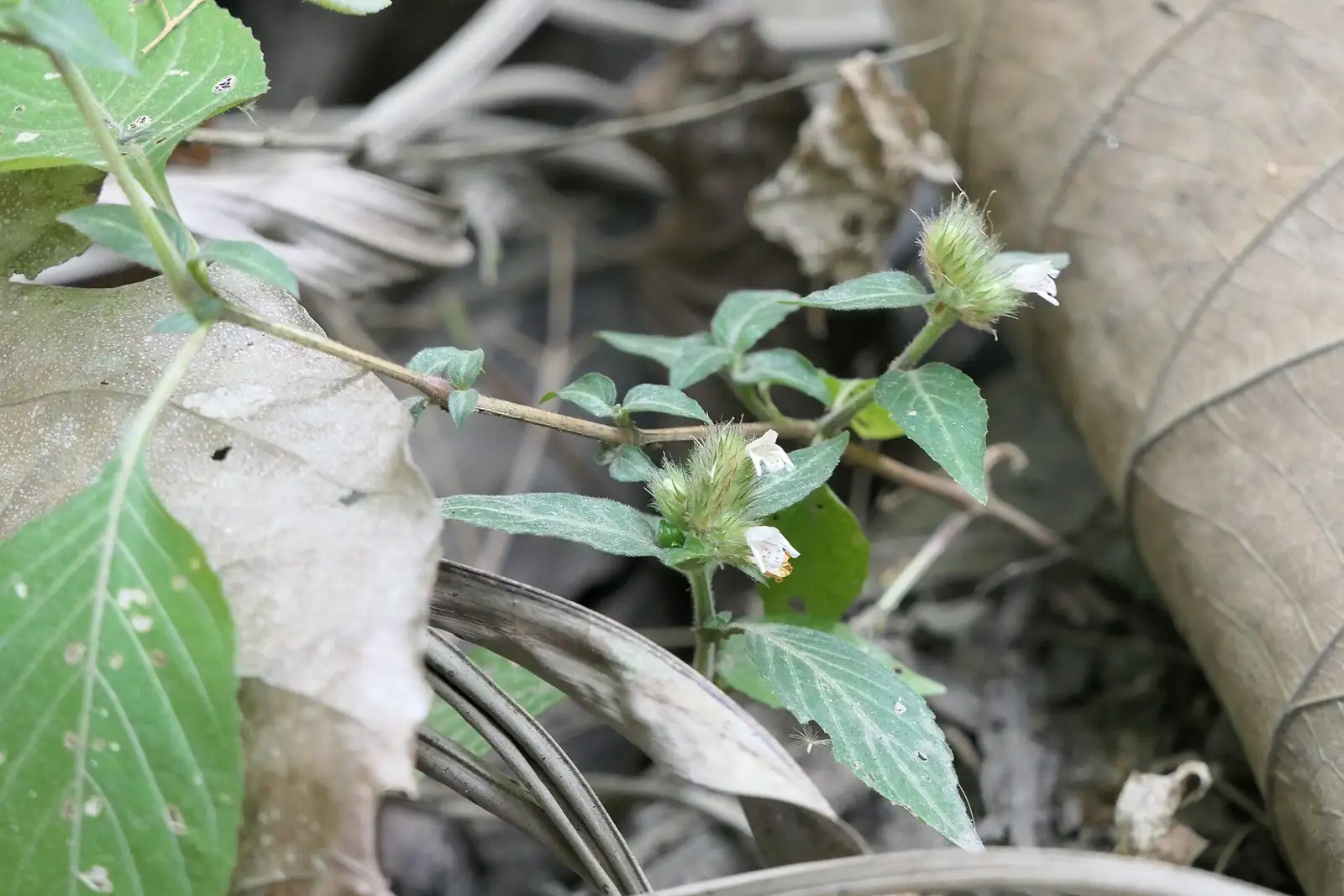鳞花草 (Lepidagathis incurva) — 更多视角