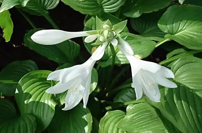 August Lily (Hosta plantaginea (Lam.) Asch.) — main view