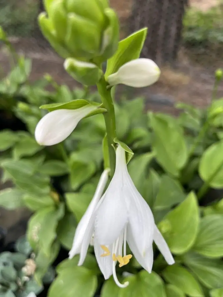 August Lily (Hosta plantaginea (Lam.) Asch.) — detail