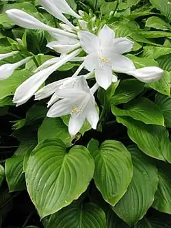 August Lily (Hosta plantaginea (Lam.) Asch.) — close-up