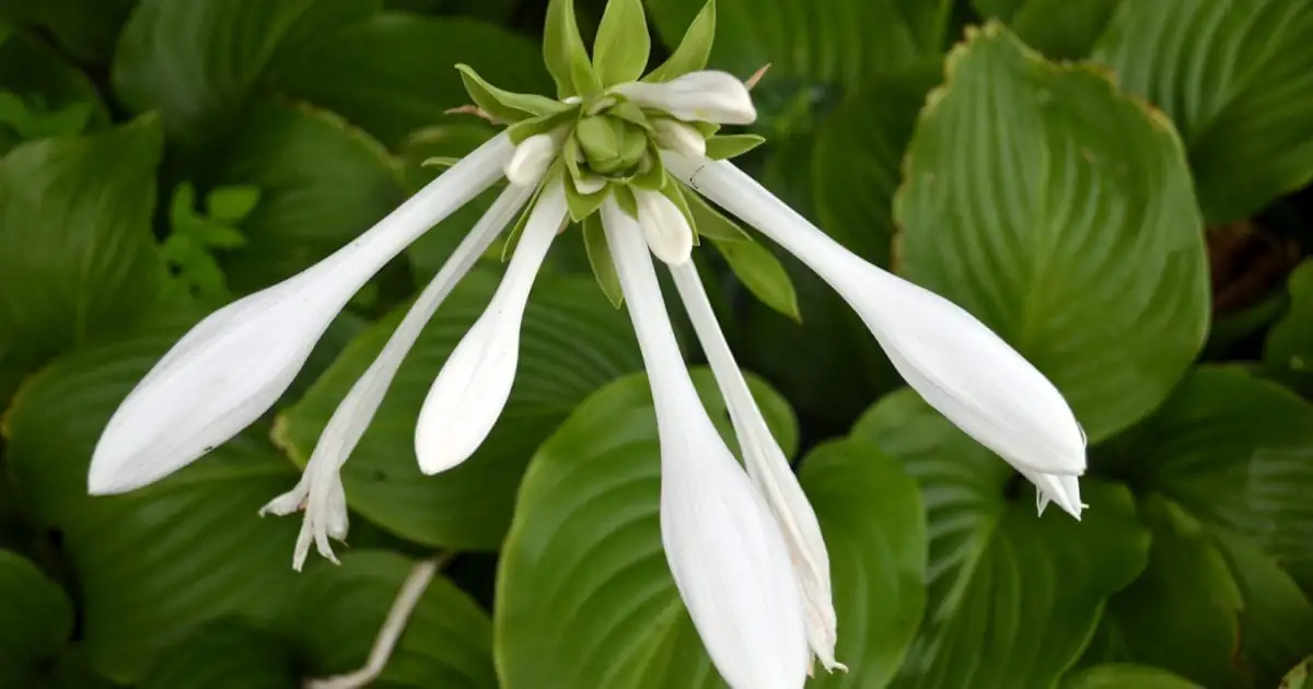 August Lily (Hosta plantaginea (Lam.) Asch.) — in setting
