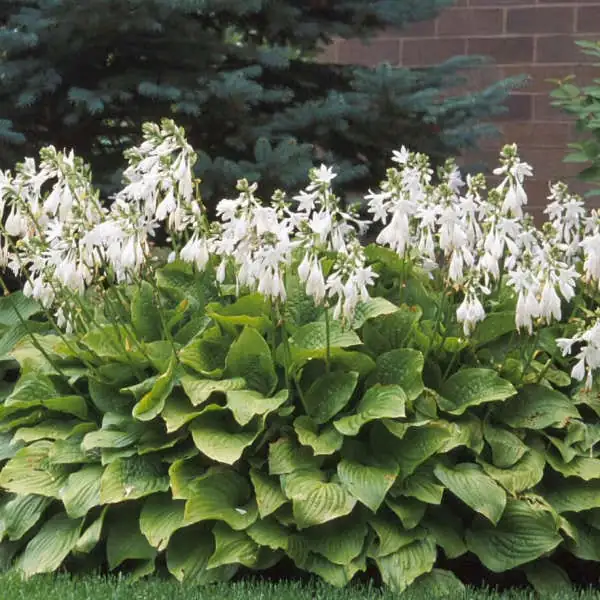 August Lily (Hosta plantaginea (Lam.) Asch.) — additional view