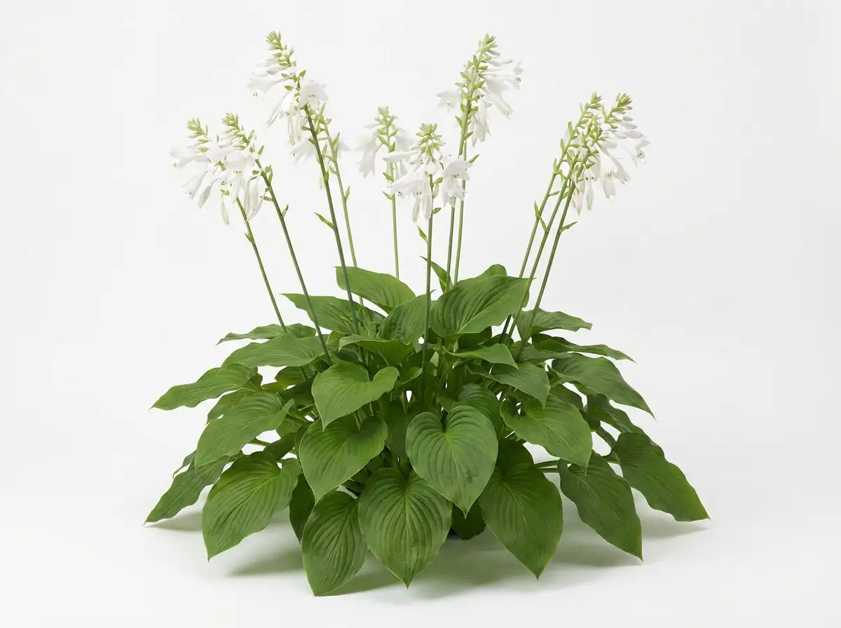 August Lily (Hosta plantaginea (Lam.) Asch.) — additional view