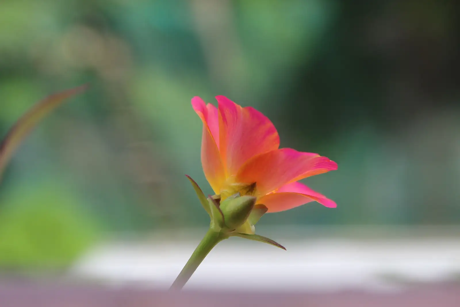 环翅马齿苋 (Portulaca umbraticola) — 特写
