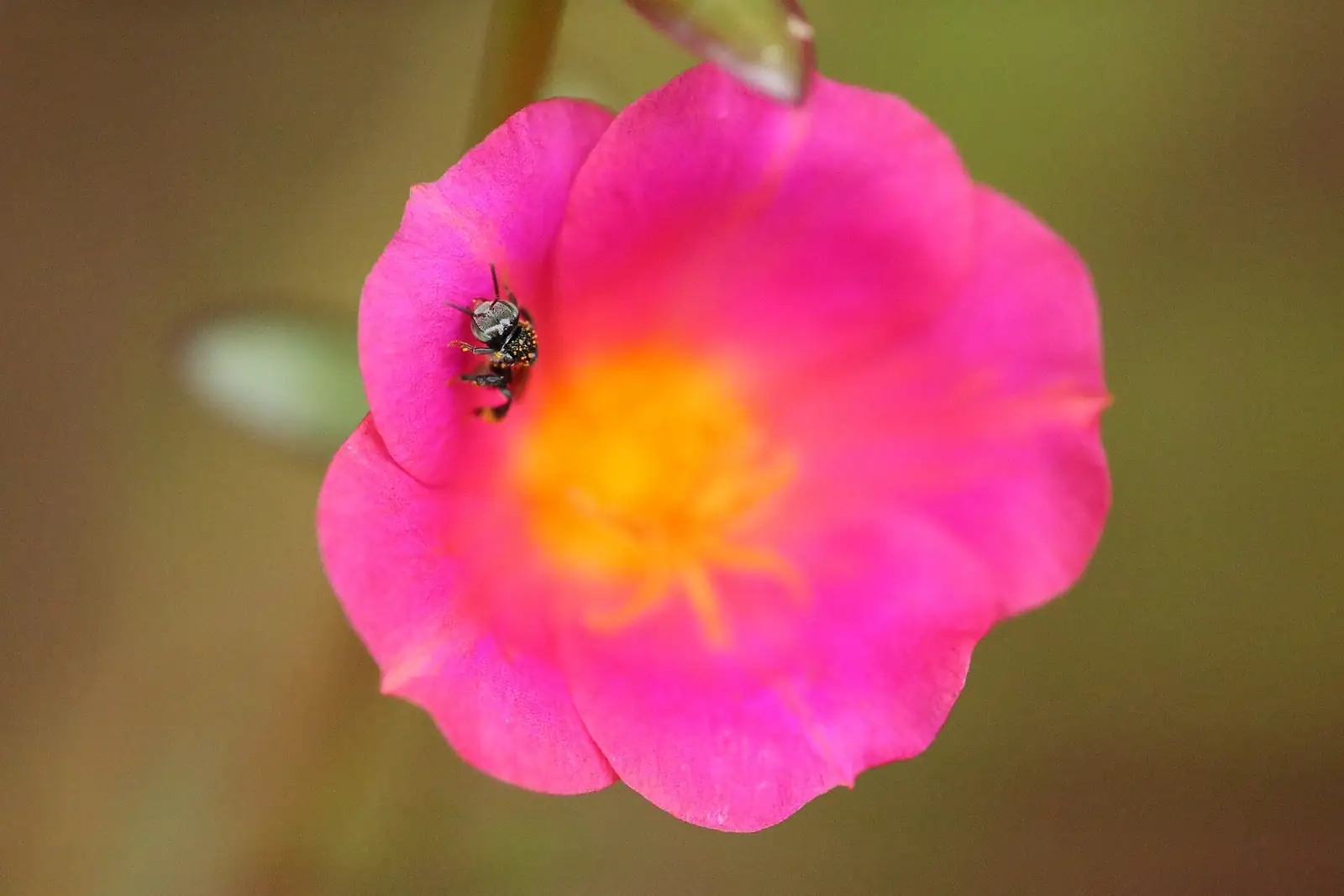 环翅马齿苋 (Portulaca umbraticola) — 环境展示