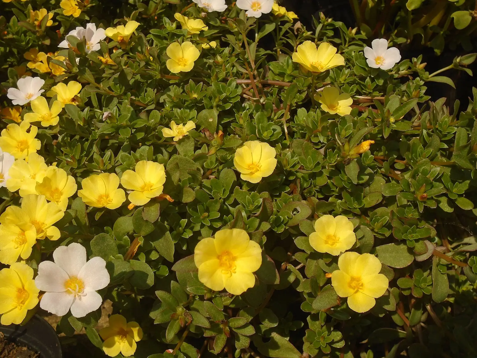 环翅马齿苋 (Portulaca umbraticola) — 更多视角