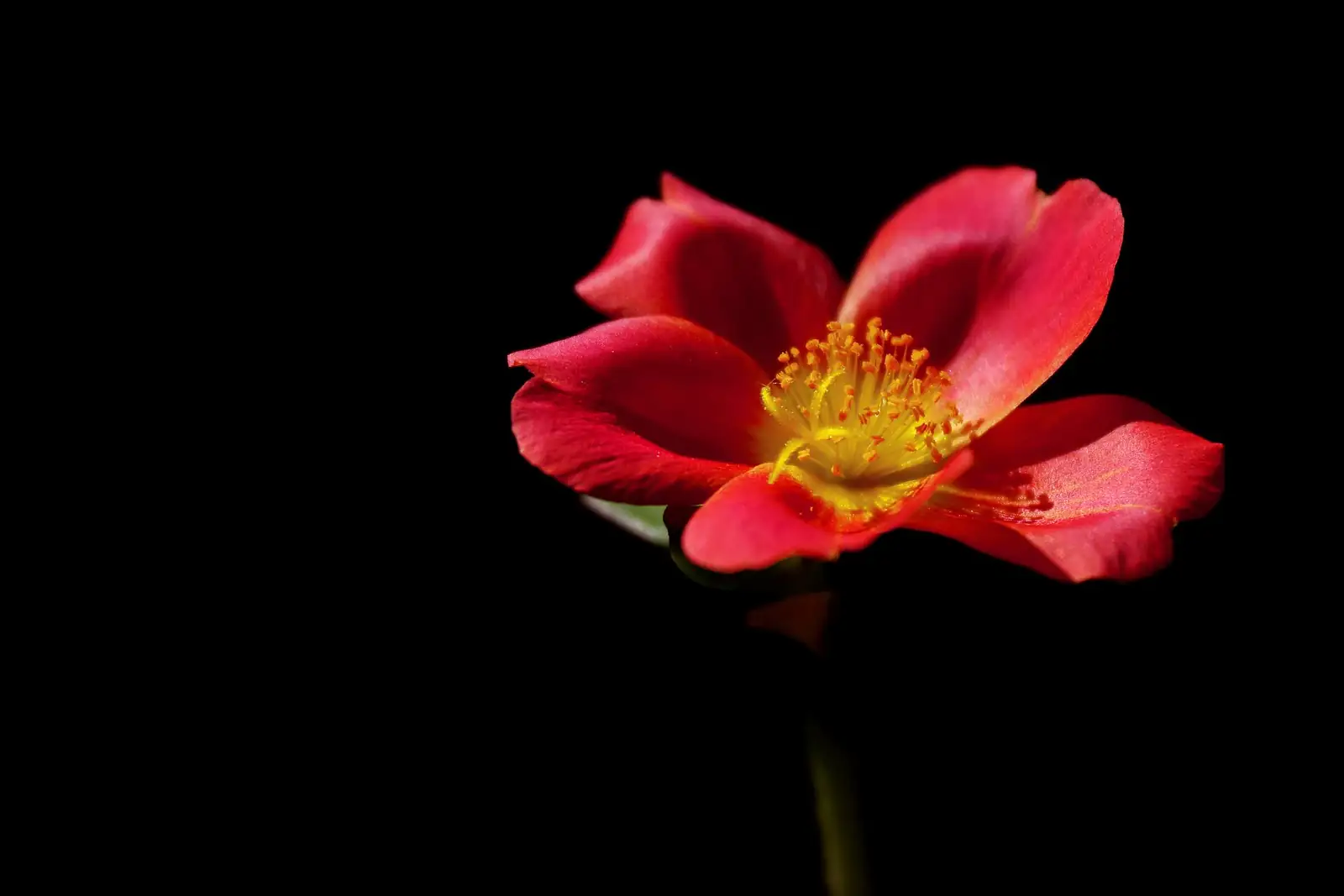 环翅马齿苋 (Portulaca umbraticola) — 更多视角