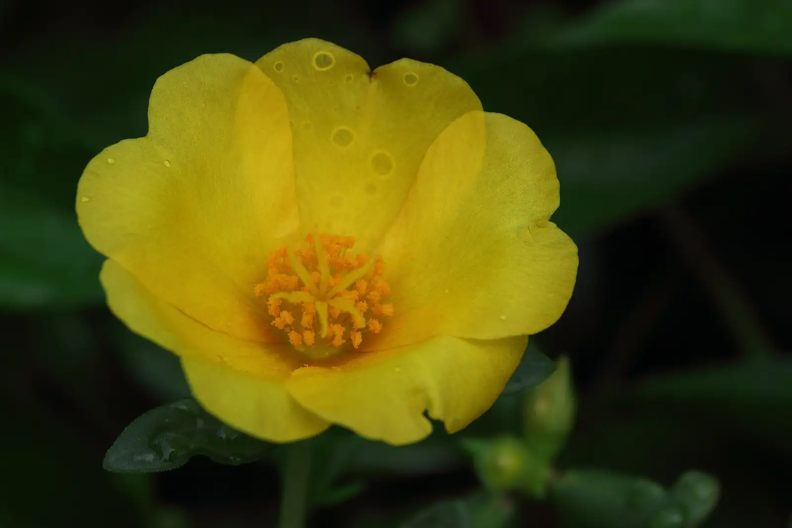 环翅马齿苋 (Portulaca umbraticola) — 更多视角