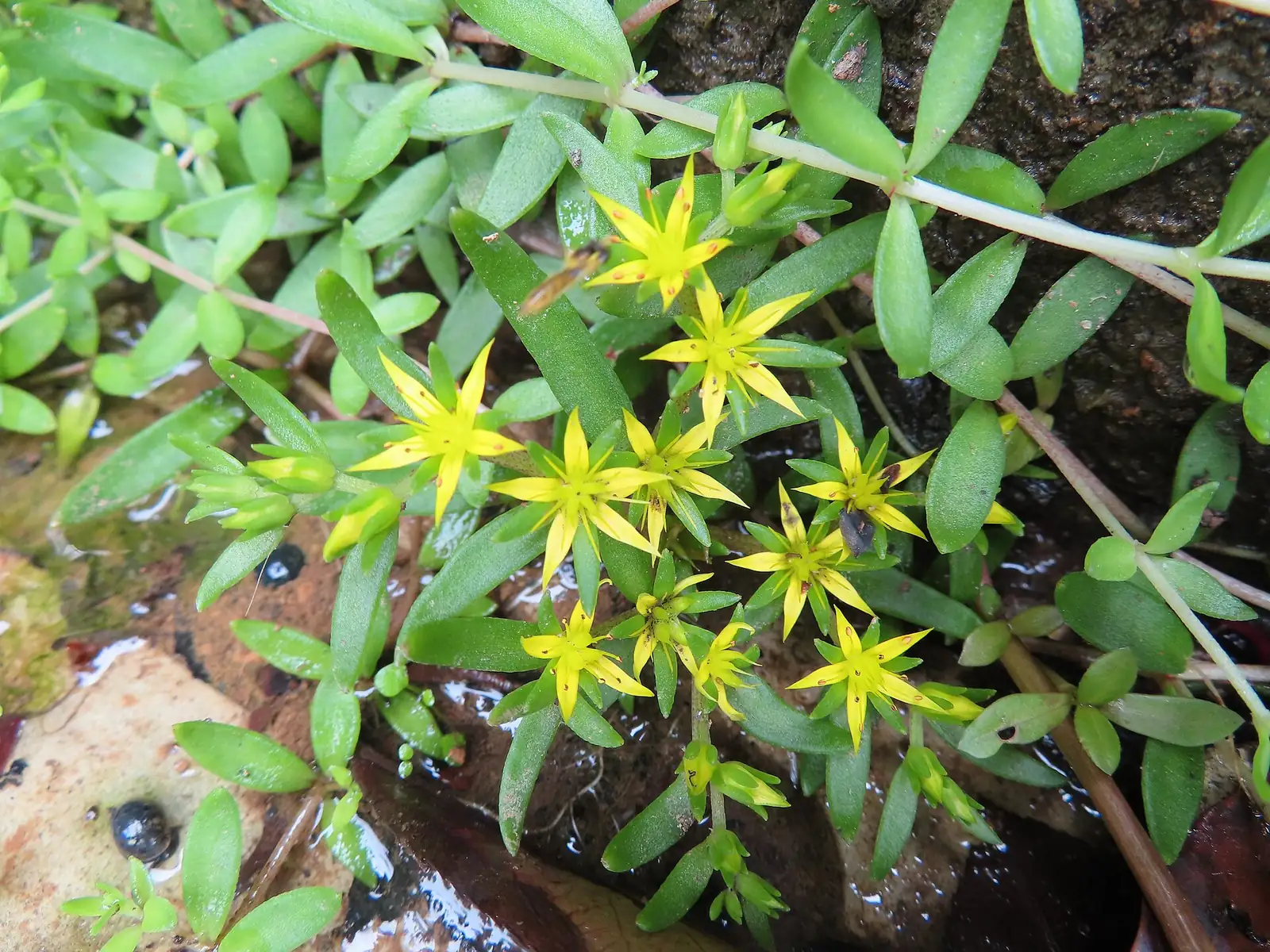 垂盆草 (Sedum sarmentosum) — 特写