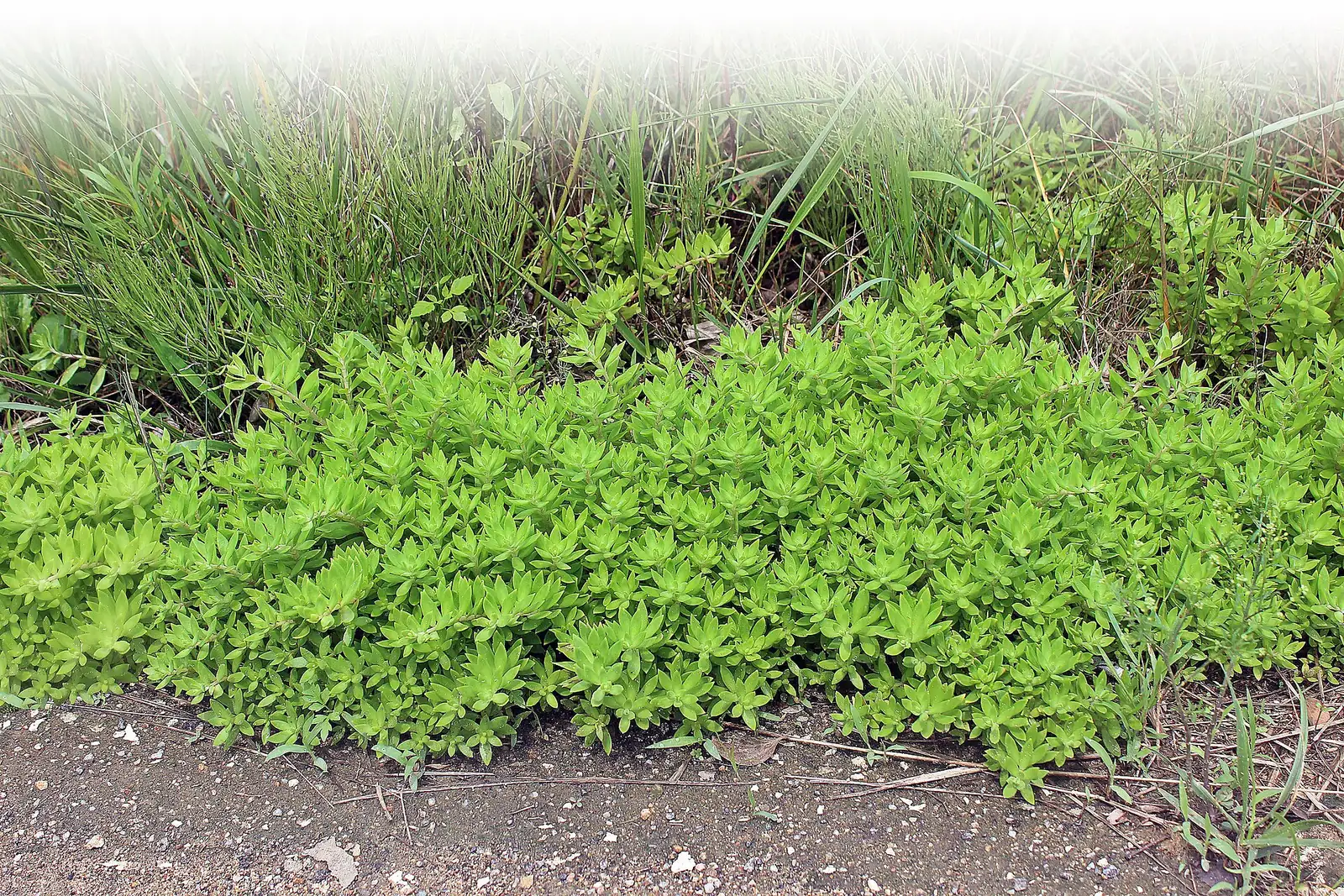 垂盆草 (Sedum sarmentosum) — 环境展示
