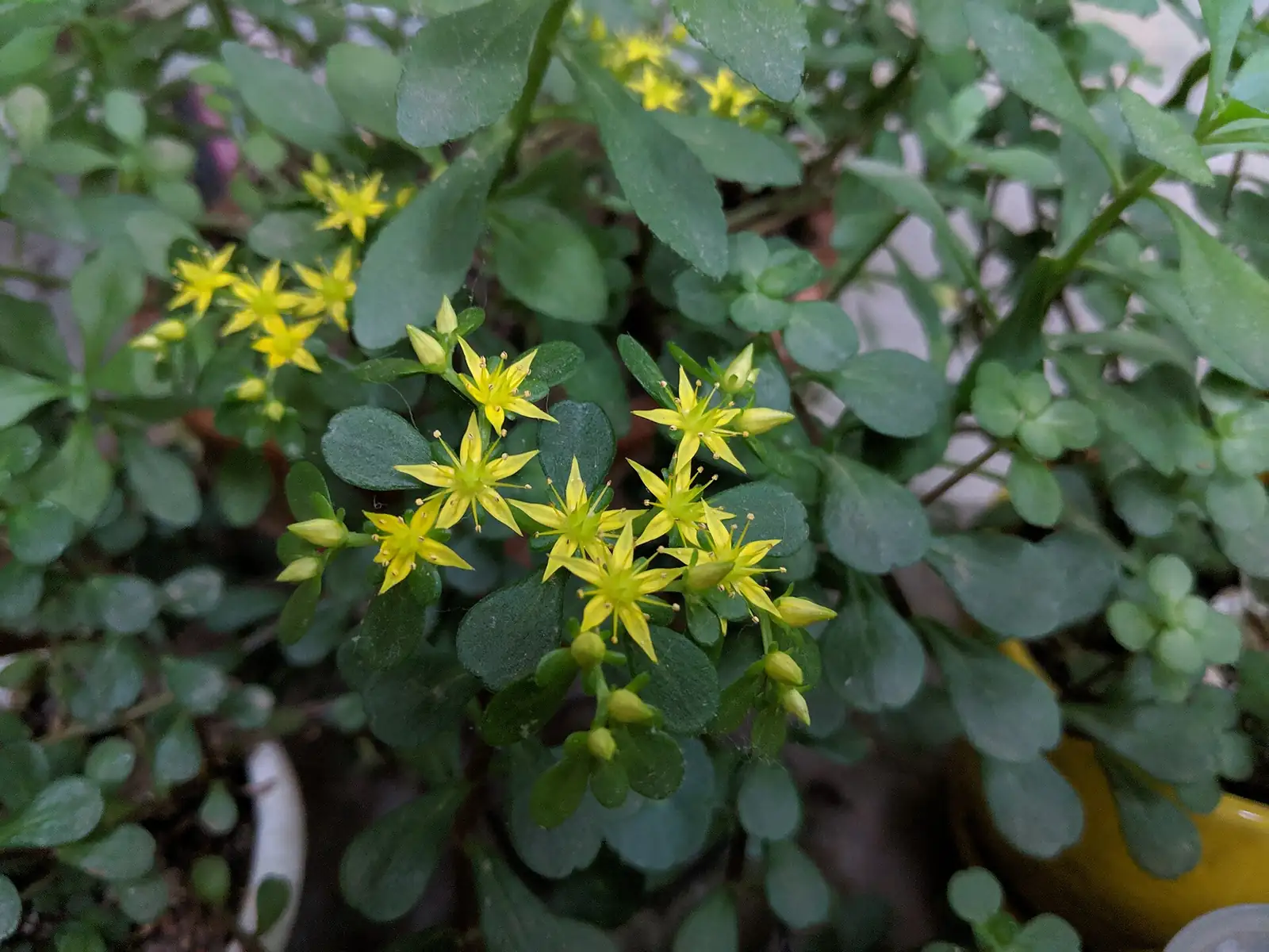 垂盆草 (Sedum sarmentosum) — 更多视角