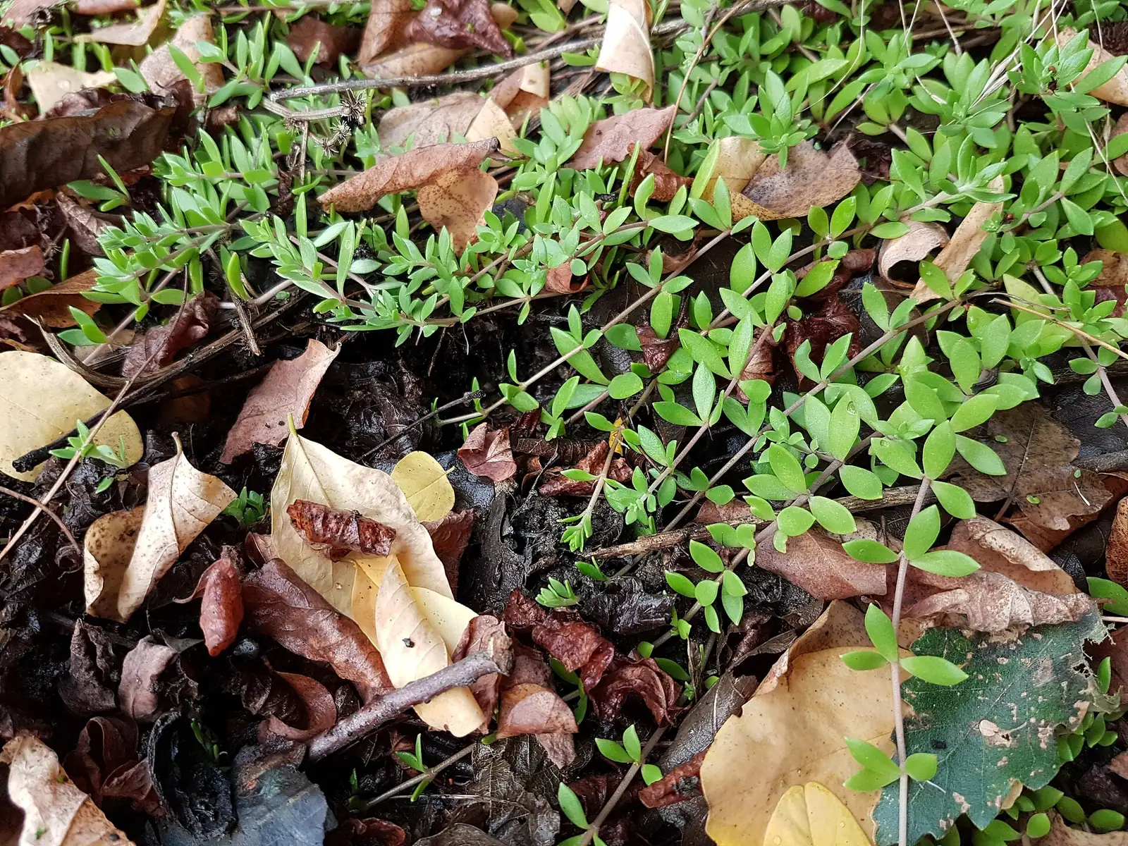 垂盆草 (Sedum sarmentosum) — 更多视角