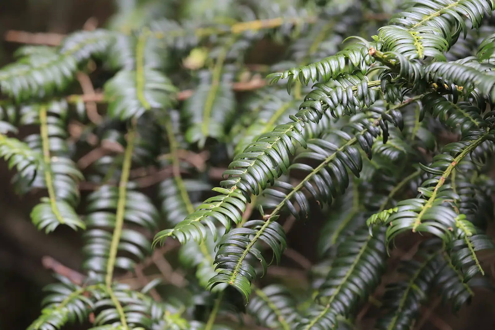 粗榧 (Cephalotaxus sinensis) — 更多视角