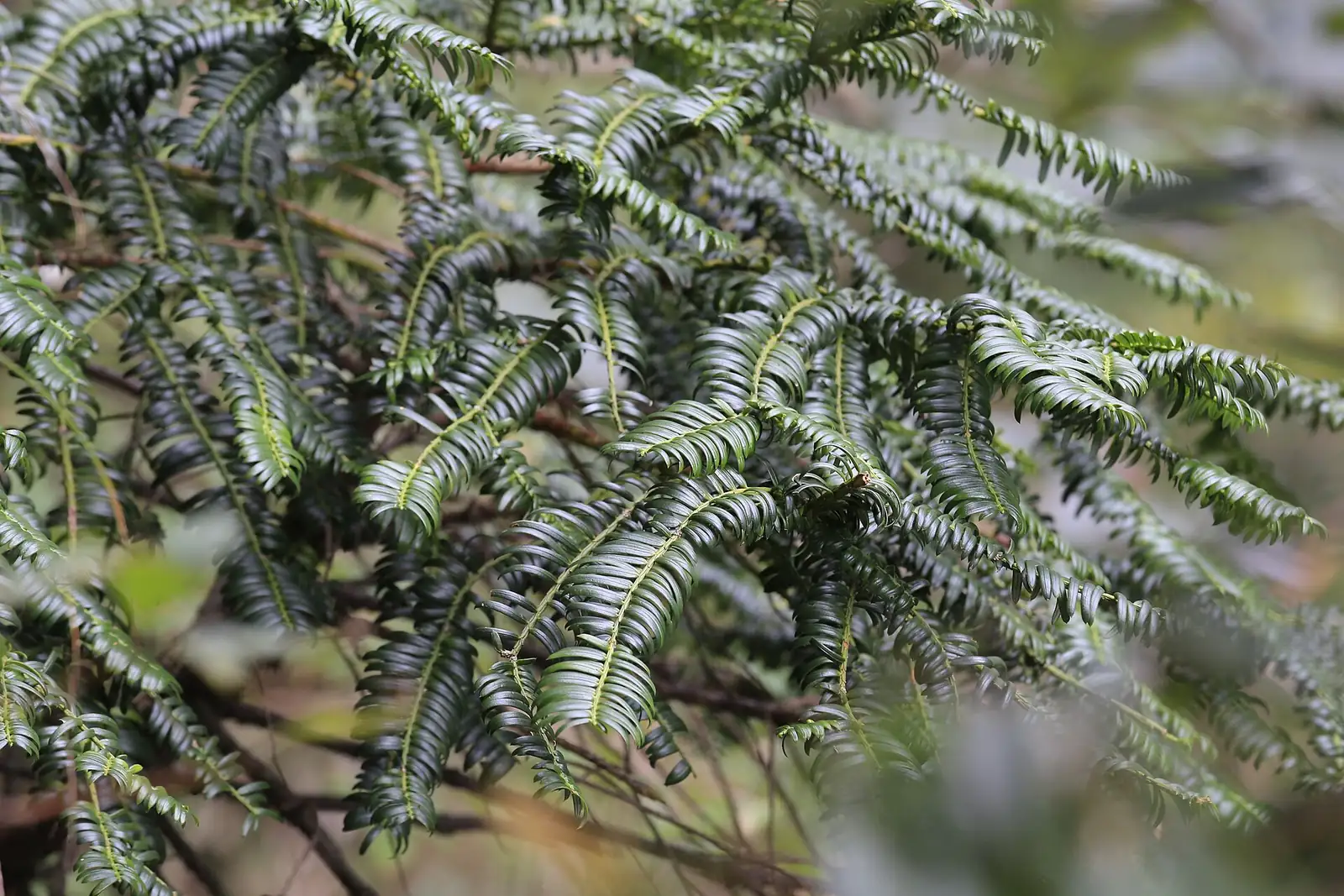 粗榧 (Cephalotaxus sinensis) — 更多视角