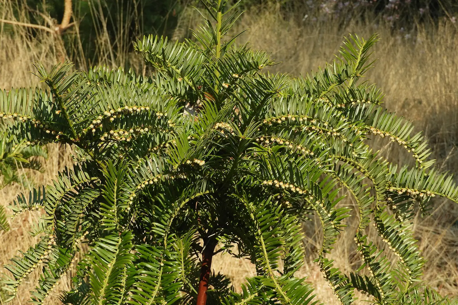粗榧 (Cephalotaxus sinensis) — 更多视角