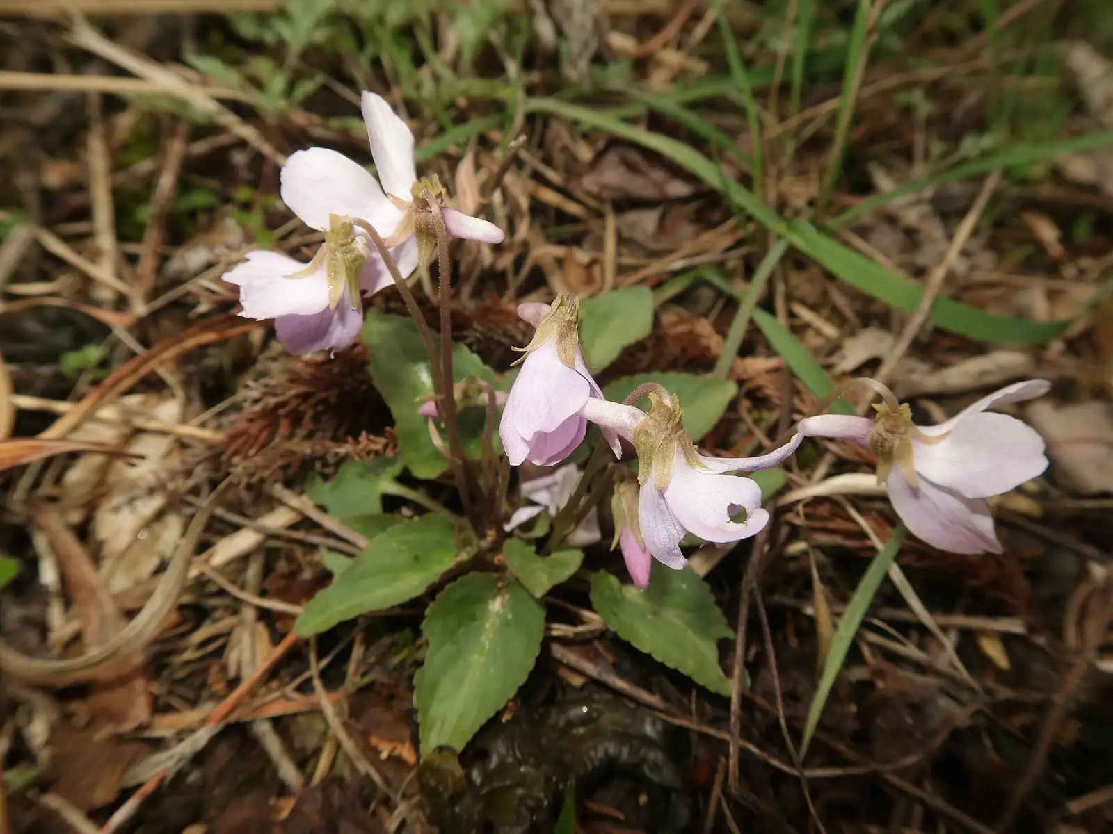 梨头草 (Viola japonica) — 细节