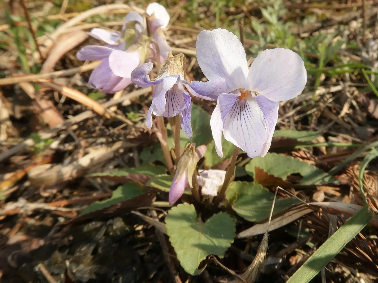 梨头草 (Viola japonica) — 环境展示
