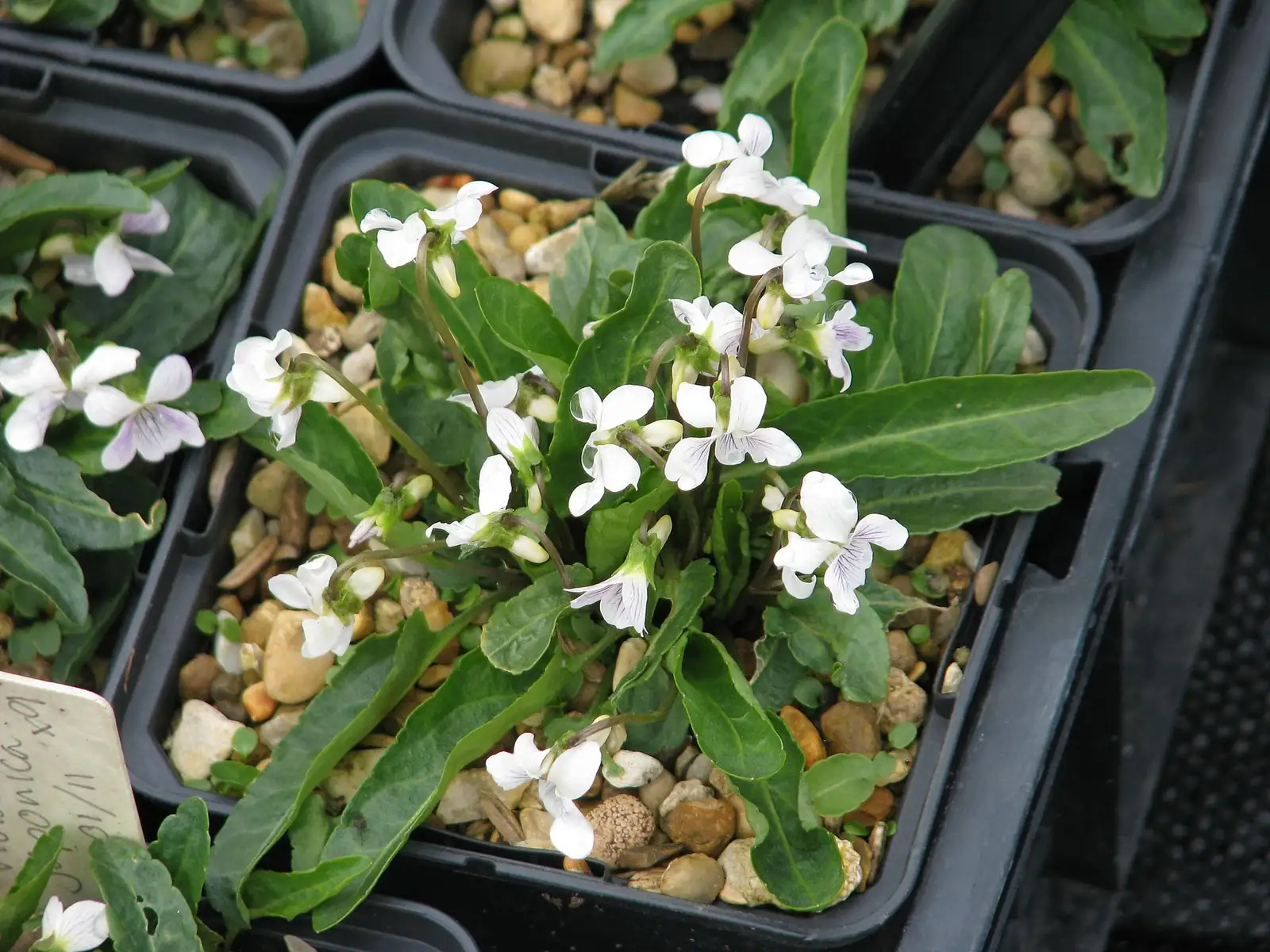 梨头草 (Viola japonica) — 更多视角