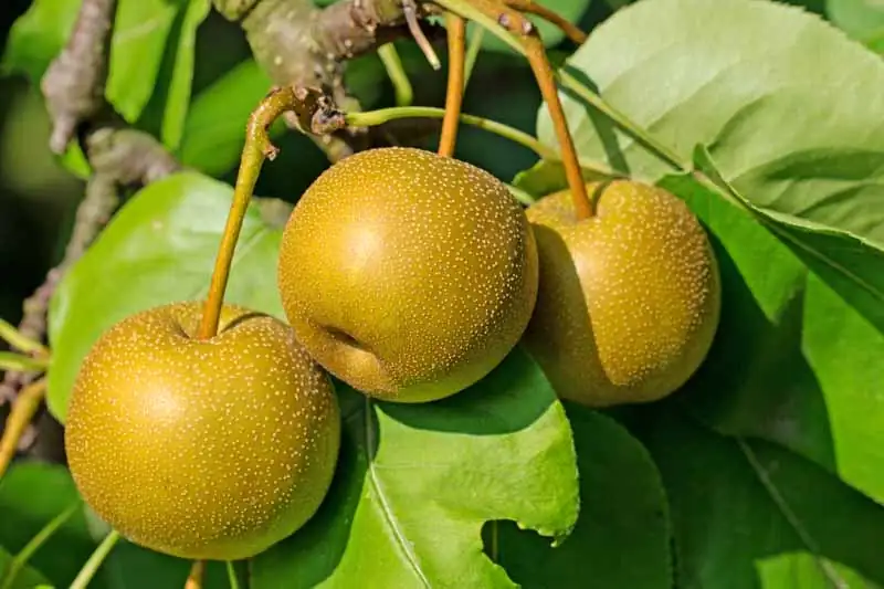 沙梨 (Pyrus pyrifolia) — 环境展示