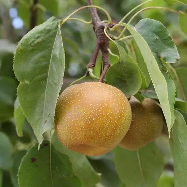 沙梨 (Pyrus pyrifolia) — 更多视角