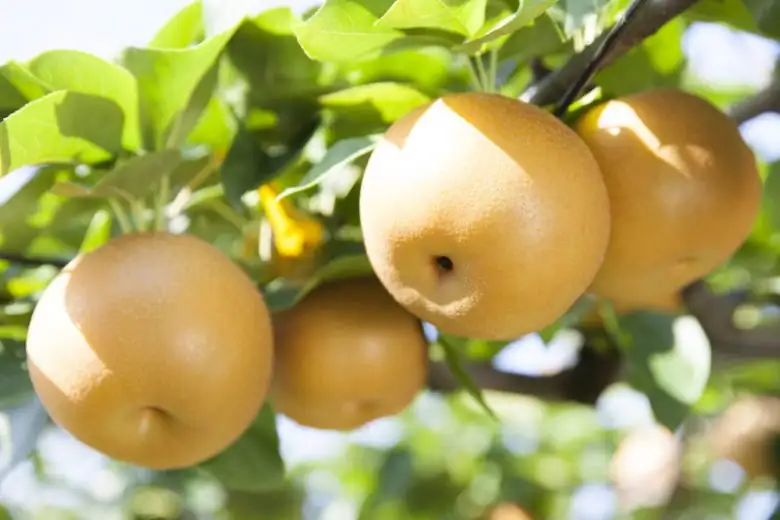 沙梨 (Pyrus pyrifolia) — 更多视角