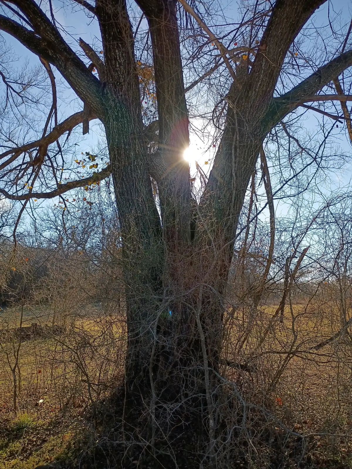 美国山核桃 (Carya illinoinensis) — 更多视角