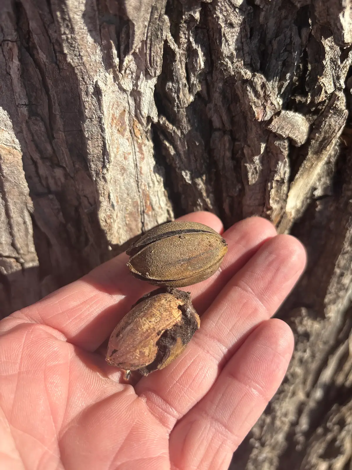 美国山核桃 (Carya illinoinensis) — 环境展示
