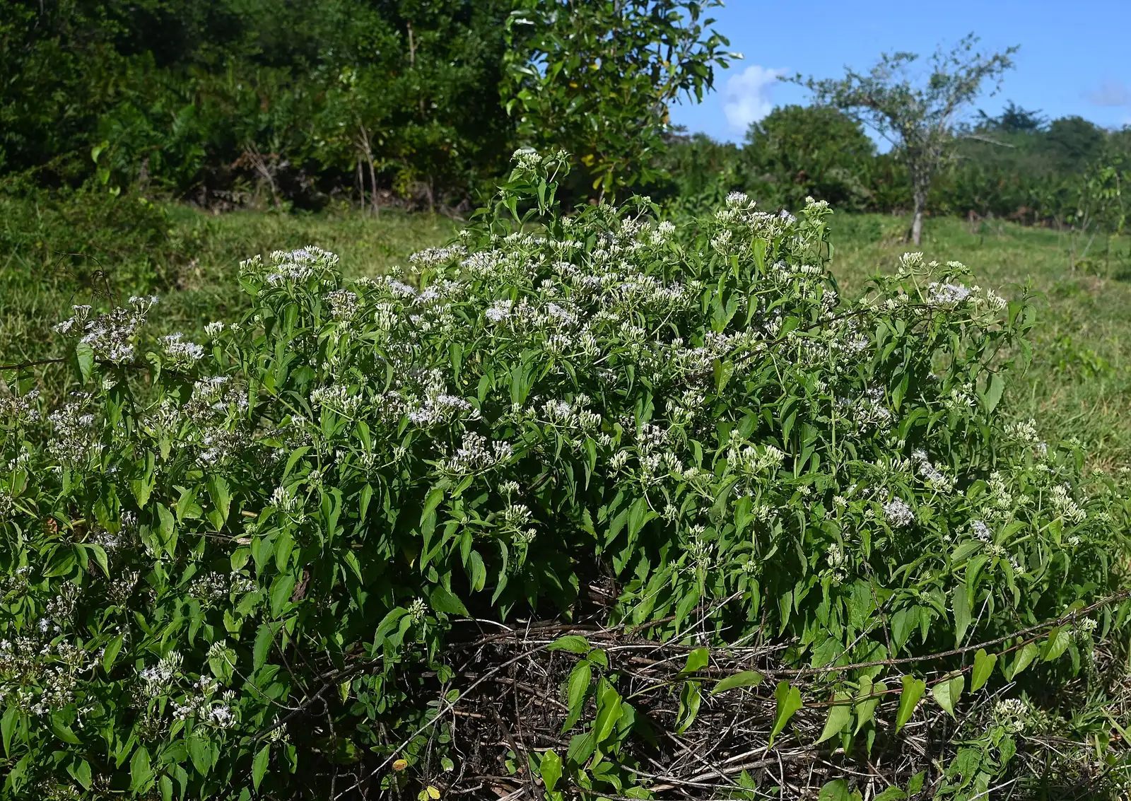 飞机草 (Chromolaena odorata) — 环境展示