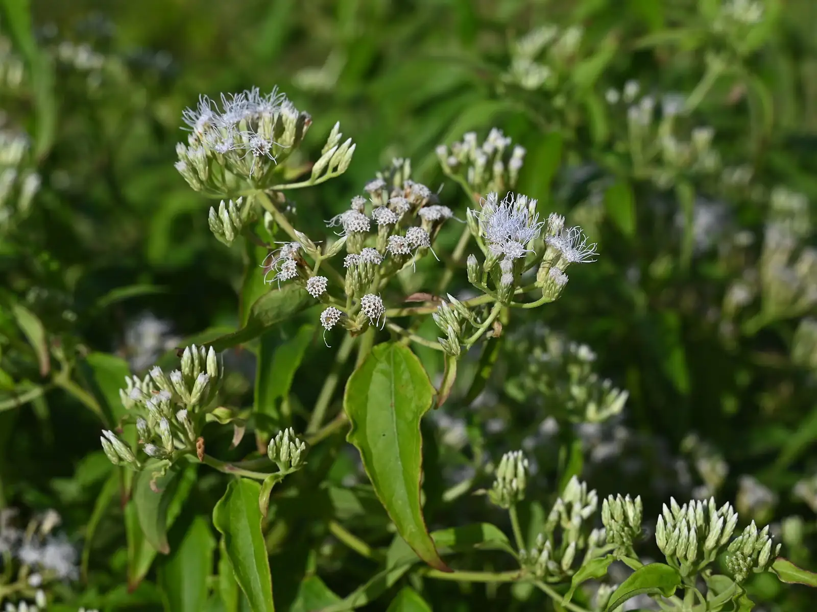 飞机草 (Chromolaena odorata) — 更多视角