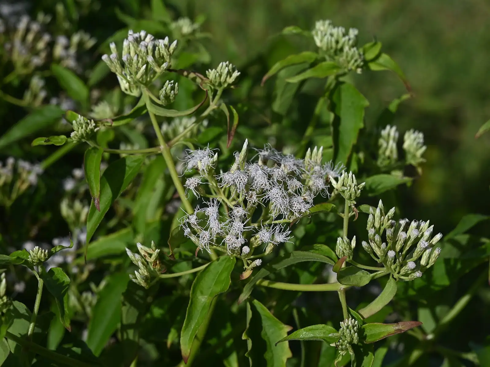飞机草 (Chromolaena odorata) — 更多视角